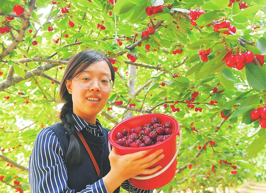 千畝櫻桃迎來豐收季